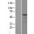 Western Blot: MMP13 Lysate [NBL1-13152] - Western Blot experiments. 
Left-Control; Right -Over-expression Lysate for MMP13